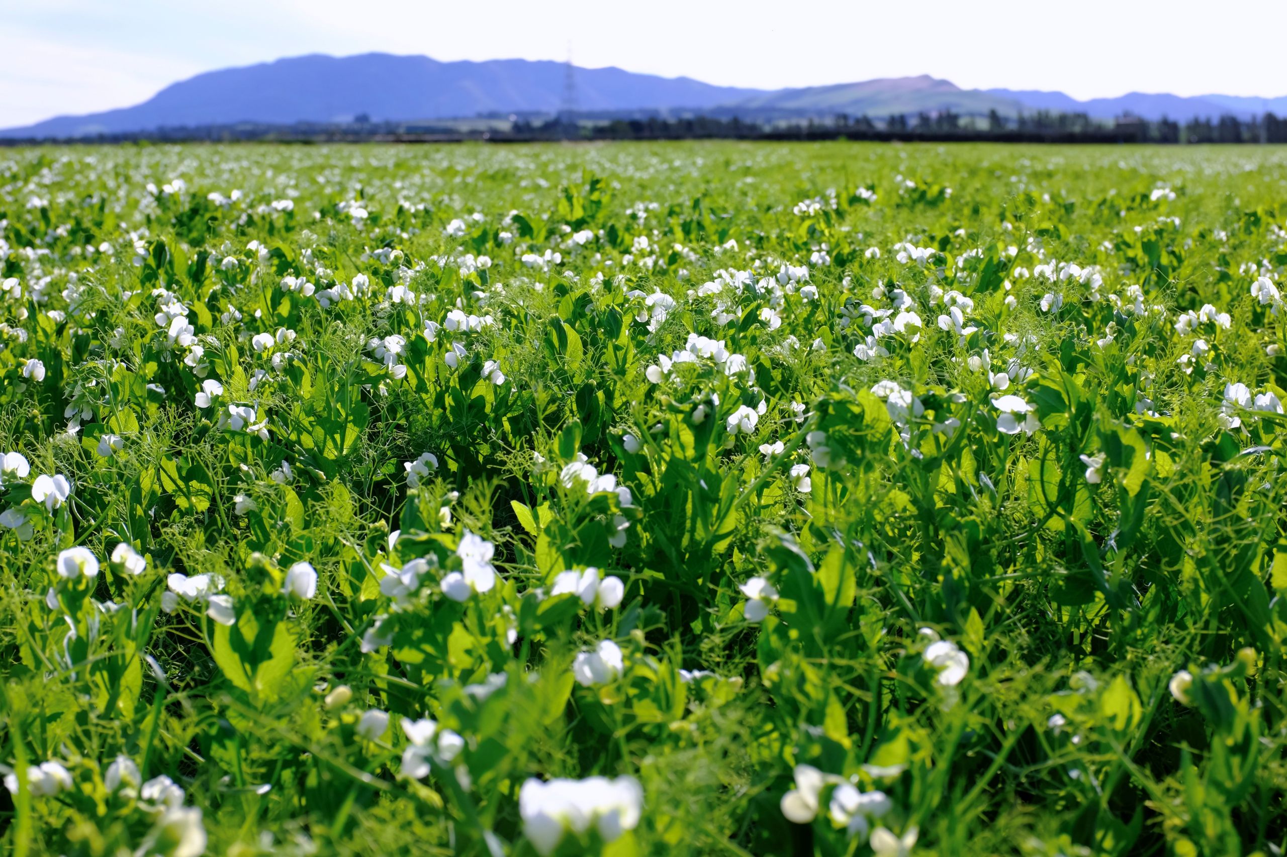 New Zealand report points to strong future in plant-based