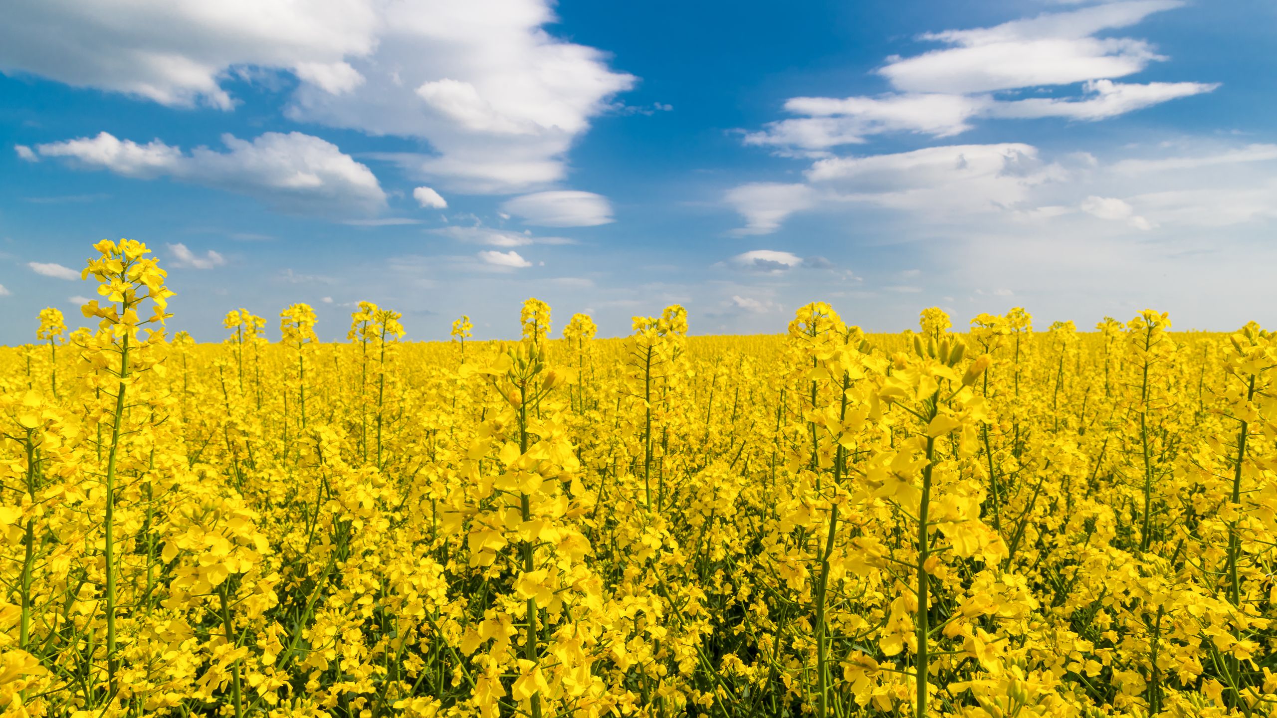 Alternative proteins from canola by-products