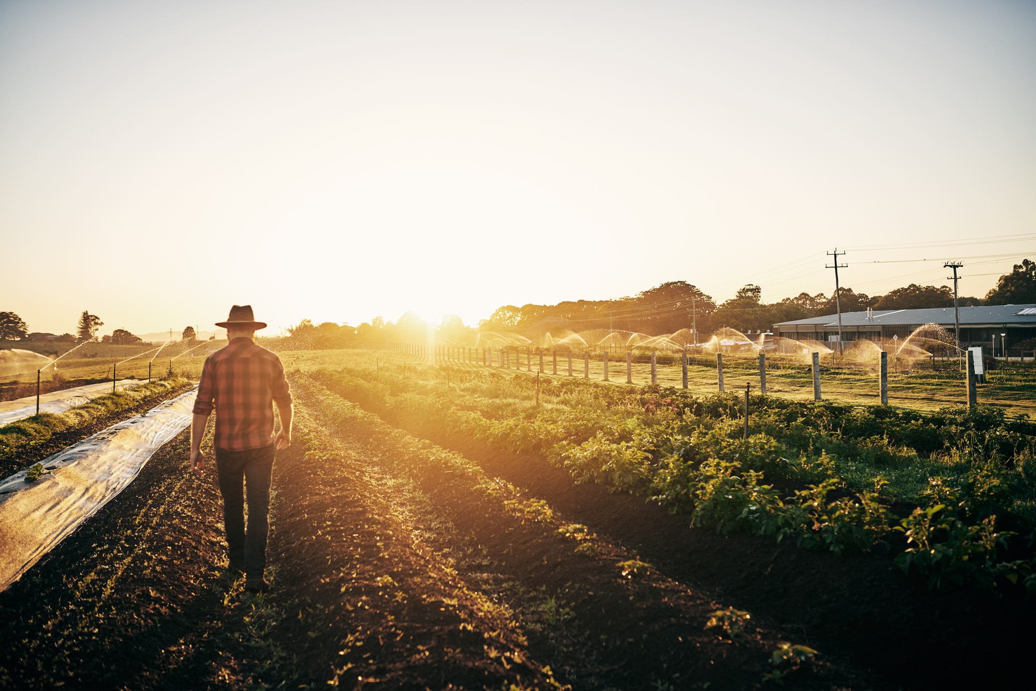 Australian agriculture & alternative proteins: A view for the future