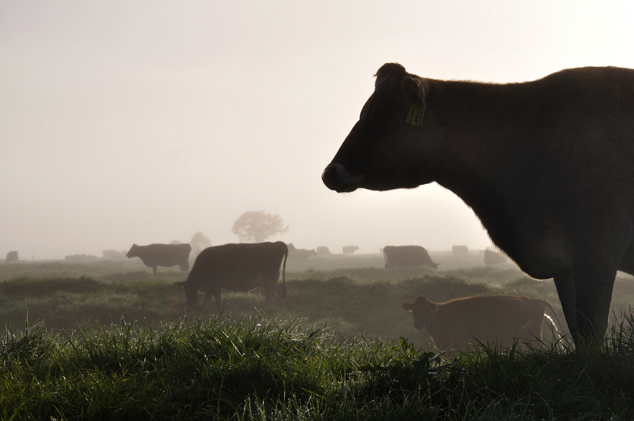 New NZ emissions data compares beef to protein-rich crops