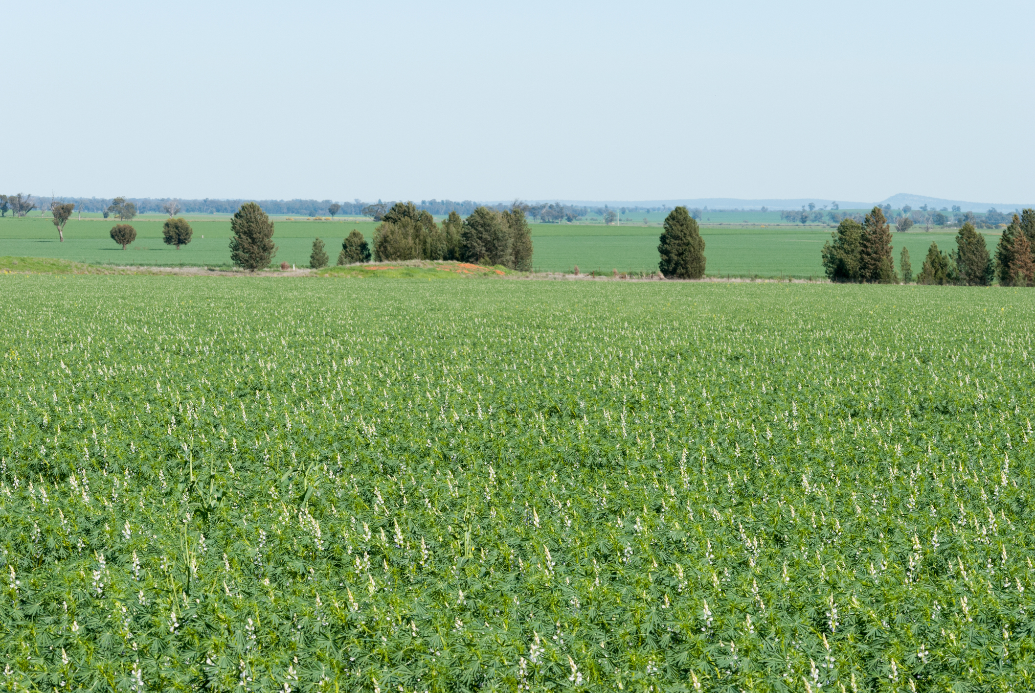 New ingredient for plant-based meat: Australian grown lupins