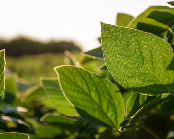image of Support Food Frontier