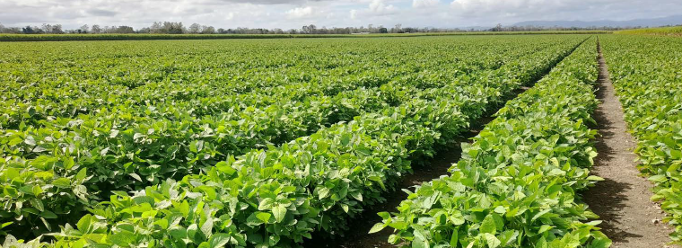 NSW Government encourages investment in regional plant protein industry with launch of prospectus in conjunction with AltProteins 25
